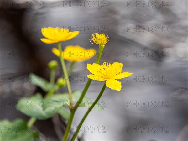 Marsh marigolds (Caltha palustris), banks of the Laming, near Tragoess, Styria, Austria, Europe