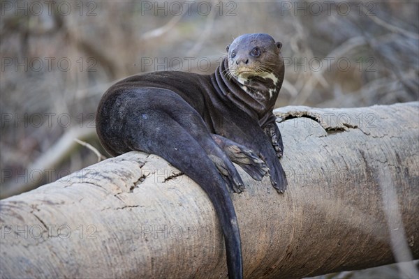 Giant otter (Pteronura brasiliensis) Pantanal Brazil