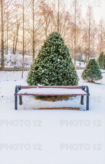 Winter landscape of wooden park bench in front of a vibrant evergreen tree covered with snow in a snow covered public park in Daejeon, South Korea, Asia