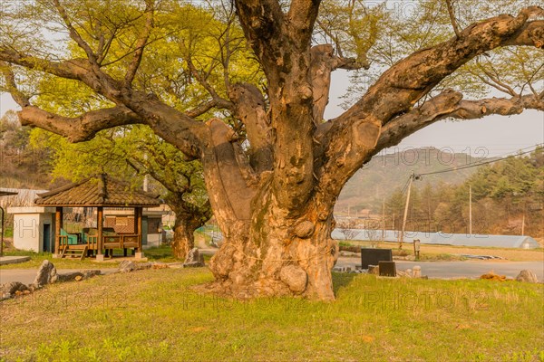 Large tree in rural farming community. Tree is 630 years old, 25 meters tall and with girth of 7.5 meters in South Korea