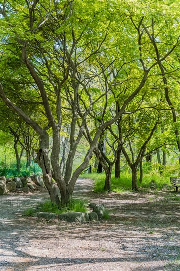 A peaceful dirt path flanked by trees with fresh green foliage in a sunlit park, in South Korea