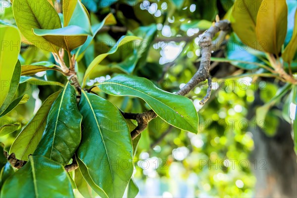 Sunlight shining through green leaves dotted with dew drops on a branch, in South Korea