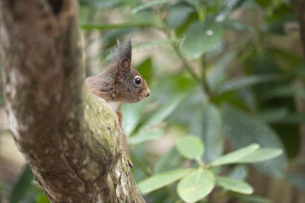 Eurasian red squirrel (Sciurus vulgaris), hidden behind a thicker curved branch, head visible, looking to the right, brush ears, winter fur, background green blurred leaves, Ruhr area, Dortmund, Germany, Europe