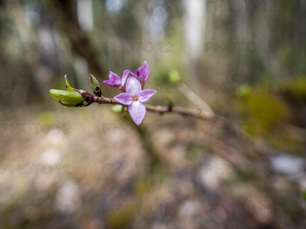 Mezereon (Daphne mezereum), near Tragoess, Styria, Austria, Europe