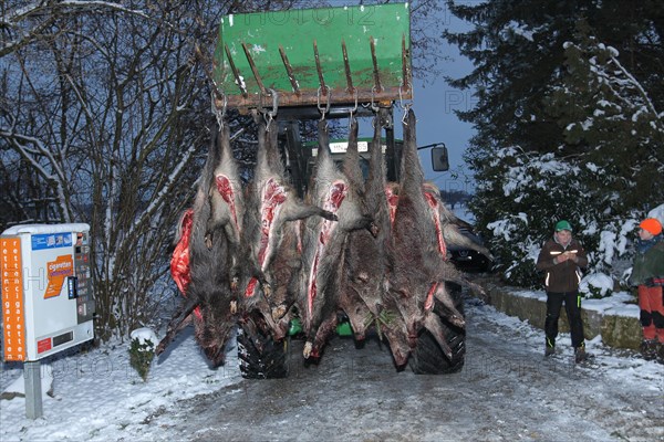 Wild boar (Sus scrofa) that have been killed and broken open are brought to the assembly point, Allgaeu, Bavaria, Germany, Europe