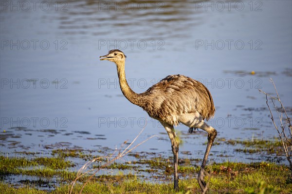 Nandu (Rhea americana) Pantanal Brazil