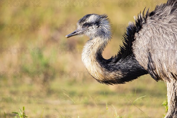 Nandu (Rhea americana) Pantanal Brazil