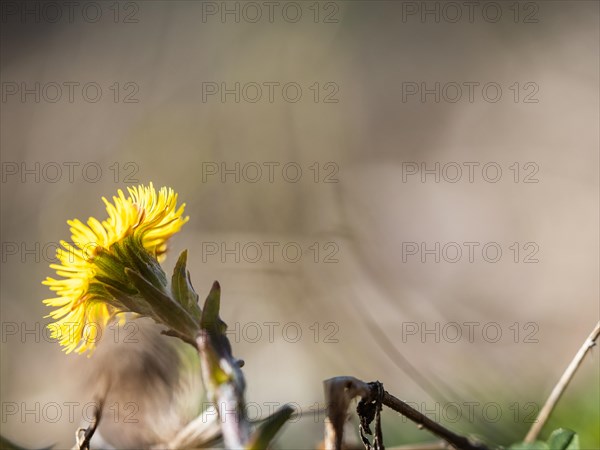 Coltsfoot (Tussilago farfara), Leoben, Styria, Austria, Europe