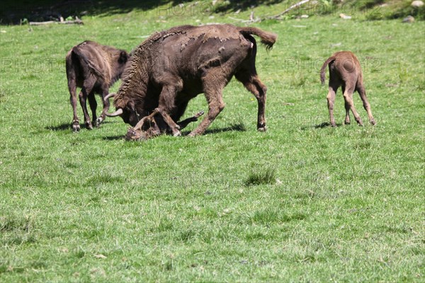 European bison (Bison bonasus) bull attacking helpless calf lying on the ground, captive, Sweden, Scandinavia, Europe