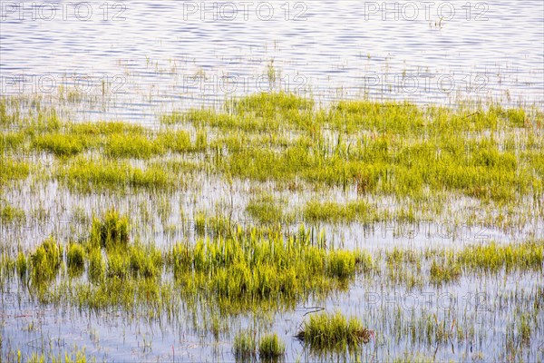 Green water plants growing in a flooded wetland at springtime