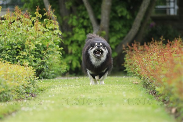 Eurasier