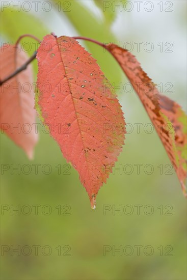 Wild cherry (Prunus avium), autumn cherry leaf with raindrops, Moselle, Rhineland-Palatinate, Germany, Europe