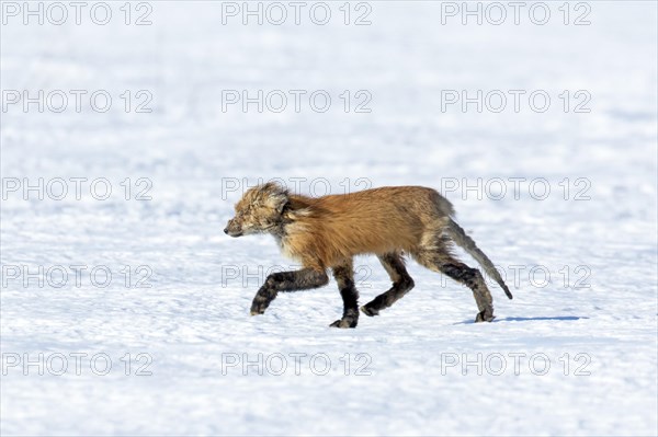 Red fox. Vulpes vulpes. Red fox affected with sarcoptic mange, a desease caused by the Sarcoptes scabiei mite. Province of Quebec. Canada
