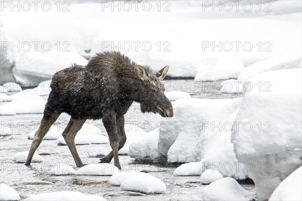 Moose. Alces alces. Nine month old bull moose walking in a river in winter. Gaspesie conservation park. Province of Quebec. Canada