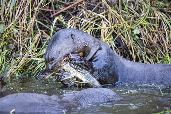 Giant otter (Pteronura brasiliensis) Pantanal Brazil