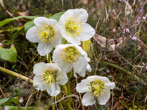 Christmas rose (Helleborus niger), near Tragoess, Styria, Austria, Europe