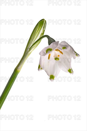 Blossom of the March snowflake (Leucojum vernum) on a white background, Bavaria, Germany, Europe