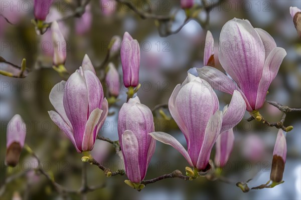 Blossoms of a magnolia (Magnolia), magnolia x soulangeana (Magnolia xsoulangeana), magnolia blossom, Offenbach am Main, Hesse, Germany, Europe