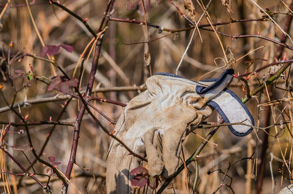 A work glove caught on thorny branches in a natural outdoor setting, in South Korea