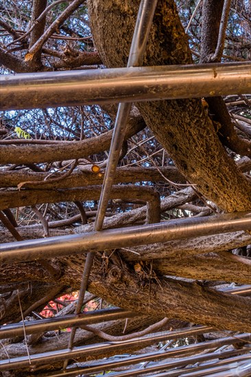 Tree branches densely interwoven with a metal pergola, in South Korea