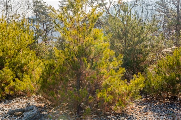 Sunlight shining through young pine trees in a forest with a bed of dry leaves, in South Korea