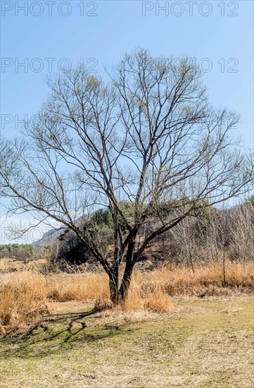 A solitary leafless tree stands tall amid a dry, sunlit grassy landscape, in South Korea