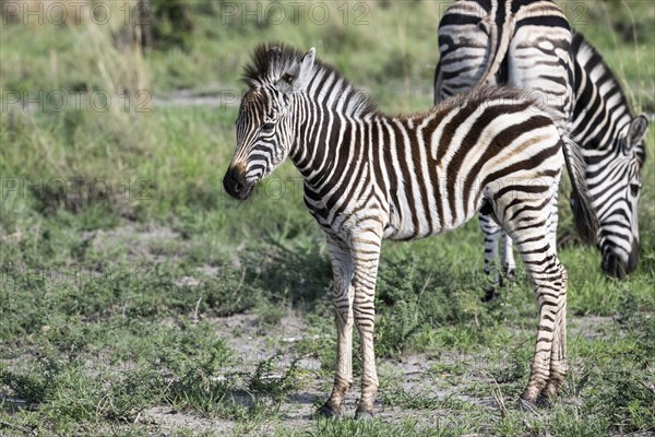 Plains zebra (Equus quagga) foal, Madikwe Game Reserve, North West Province, South Africa, RSA, Africa