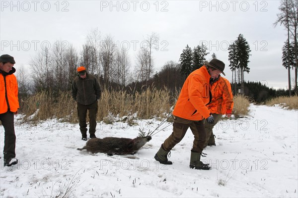 Wild boar hunt, hunters in high-visibility waistcoats drag a shot wild boar (Sus scrofa) through the snow to the assembly point, Allgaeu, Bavaria, Germany, Europe