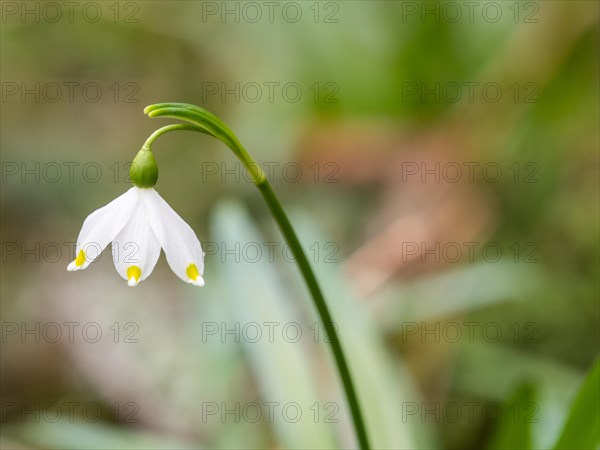 Spring snowdrop (Leucojum vernum), March snowdrop, March bell, large snowdrop. Amaryllis family (Amaryllidaceae), Jassing, Styria, Austria, Europe