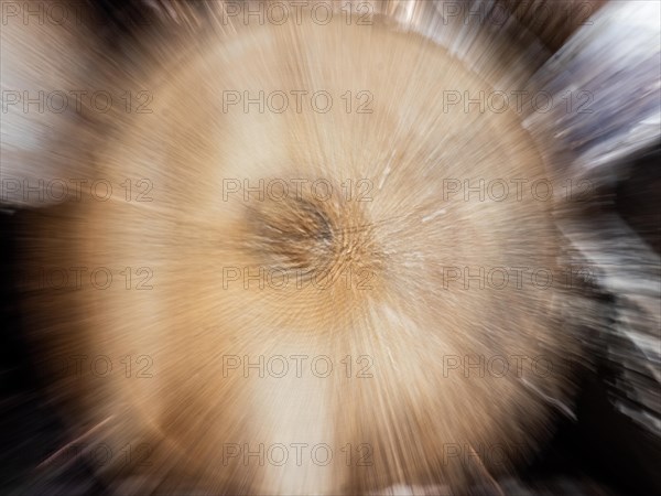 Visualisation of the annual rings in felled wood, zoom effect, Jassing, Styria, Austria, Europe