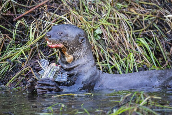 Giant otter (Pteronura brasiliensis) Pantanal Brazil