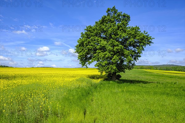 Single tree at the edge of a field, right between a flowering rape field and a meadow, in West Lusatia, Saxony, Germany, Europe