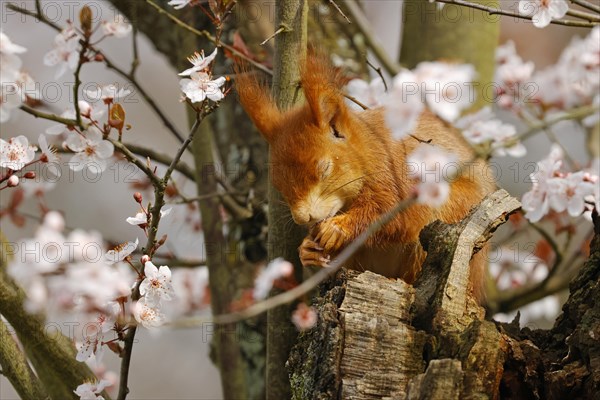 Eurasian red squirrel (Sciurus vulgaris) with closed eyes sitting in a flowering tree, Hesse, Germany, Europe