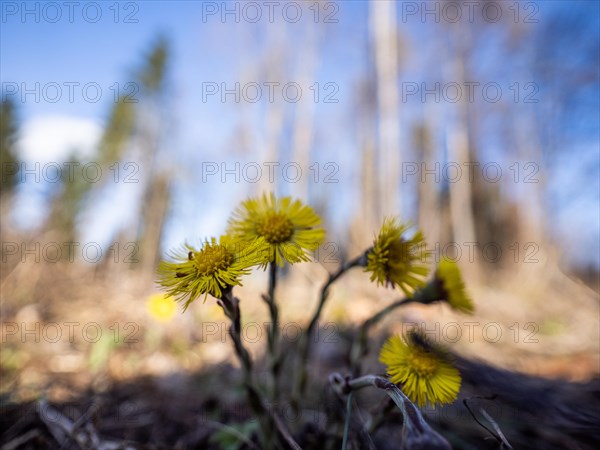 Coltsfoot (Tussilago farfara), Leoben, Styria, Austria, Europe