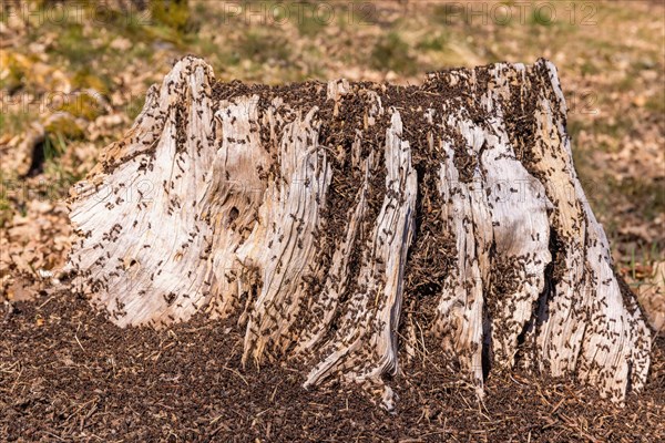 Ant colony on a tree stump in the sunshine an early spring day