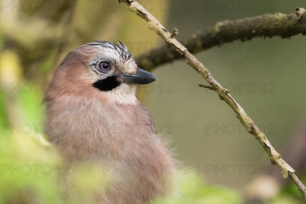 Close-up of a jay (Garrulus glandarius), animal portrait, Hesse, Germany, Europe