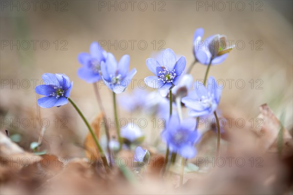 Common liverwort (Hepatica nobilis), flowers in the sunlight between leaves on the forest floor, Brandenburg, Germany, Europe