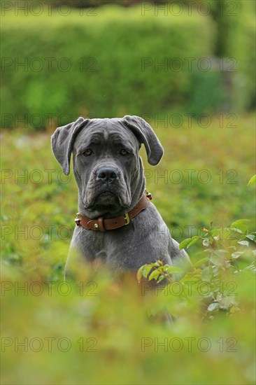 Cane Corso Italiano