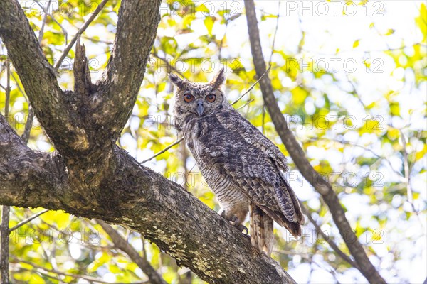 Virginia eagle owl (Bubo virginianus) Pantanal Brazil