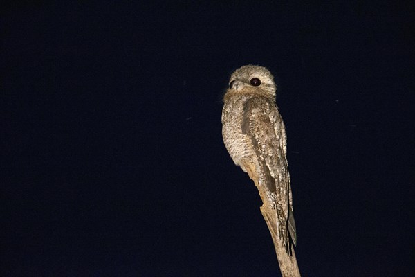 Great potoo (Nyctibius grandis) Pantanal Brazil