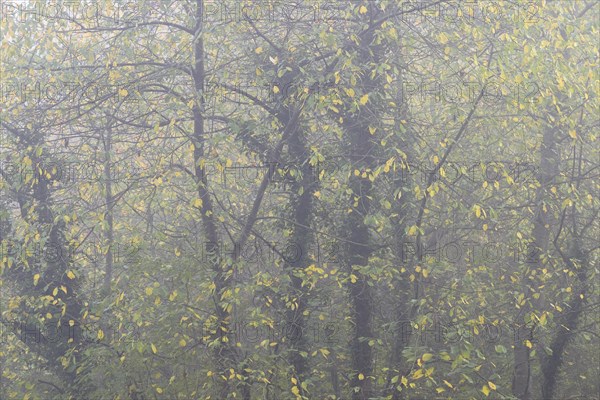 Deciduous trees in the fog, bird cherries entwined with autumn leaves and ivy, Moselle, Rhineland-Palatinate, Germany, Europe