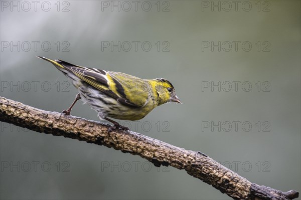 Eurasian siskin (Carduelis spinus), Emsland, Lower Saxony, Germany, Europe