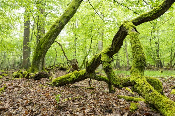 Near-natural deciduous forest, moss-covered deadwood, in spring, Barnbruch Forest nature reserve, Lower Saxony, Germany, Europe