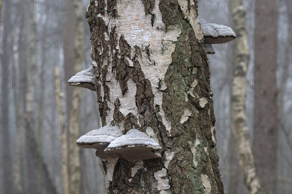 Tinder fungus (Fomes fomentarius), fruiting body on a downy birch (Betula pubescens) trunk, Lower Saxony, Germany, Europe