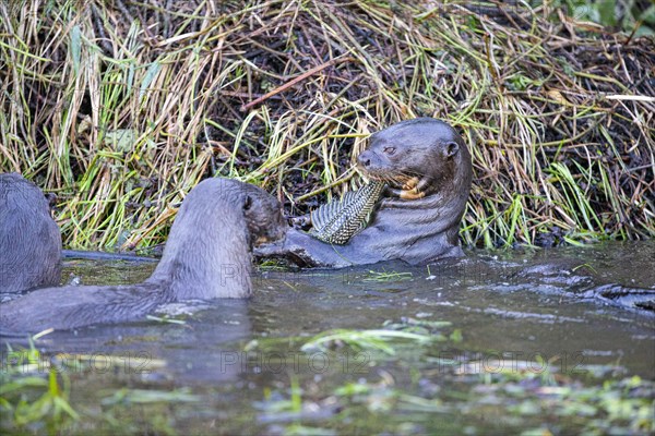 Giant otter (Pteronura brasiliensis) Pantanal Brazil