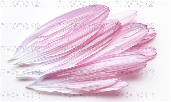 Pale pink daisy flower petals on white background AI generated