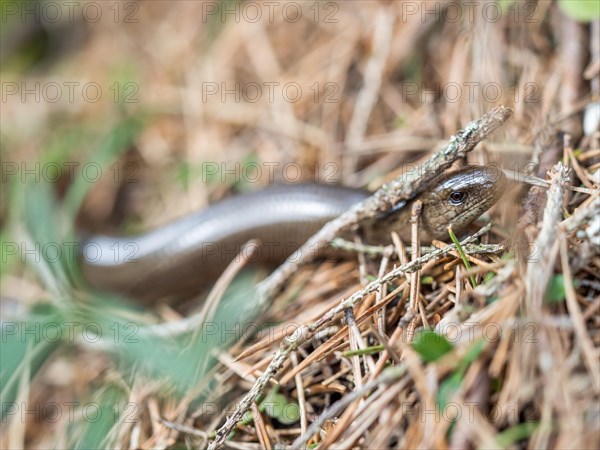 Slow worm (Anguis fragilis), near Tragoess, Styria, Austria, Europe