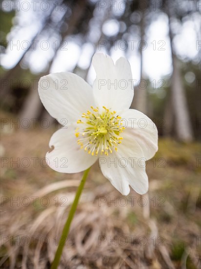 Christmas rose (Helleborus niger), near Tragoess, Styria, Austria, Europe