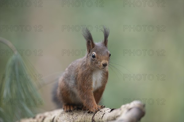 Eurasian red squirrel (Sciurus vulgaris), running on a thick branch and looking attentively towards the viewer, brush ears, winter fur, background blurred green with pine trees, Ruhr area, Dortmund, Germany, Europe