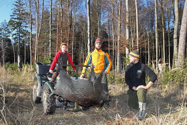 Wild boar (Sus scrofa) is recovered with off-road vehicle, Allgaeu, Bavaria, Germany, Europe